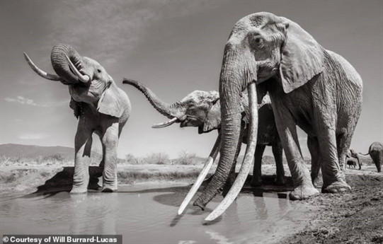 Những hình ảnh quý hiếm này được nhiếp ảnh gia người Anh Will Burrad Lucas ghi lại với chú voi được đặt tên F_Mu1.