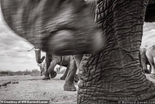 Con voi quý hiếm có cặp ngà dài chạm đất thể hiện cho quyền lực cũng như độ tuổi của nó.