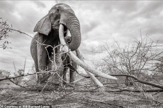 Hiện chỉ có khoảng 20 con voi giống như vậy còn tồn tại trên Trái Đất. Chúng sống ở những vùng xa xôi khó tiếp cận và có cái ngà nặng tới 45kg.