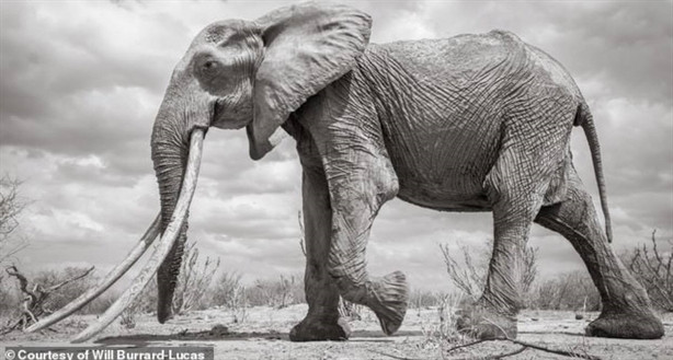 Những hình ảnh được chụp tại Tsavo, Kenya không lâu trước khi “nữ hoàng voi” qua đời vì tuổi tác.