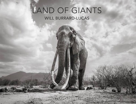 Đứng sừng sững trước khung cảnh hoang dã của Kenya với chiếc ngà khổng lồ là những con voi quý hiếm nhất thế giới. Cả những phút cuối đời của 'nữ hoàng' voi có ngà khổng lồ được ghi lại.