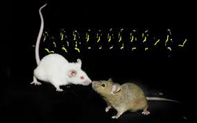 Khi ngửi thấy được mùi nước tiểu của bạn tình, những anh chàng chuột đực đột nhiên phát ra âm thanh ríu rít phức tạp. Như thể, chúng đang gọi mời bạn tình đến với mình.