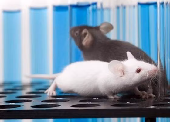 Những tiếng kêu rít của loài chuột đều truyền đi các tín hiệu thông tin giao tiếp, không đơn thuần được phát ra ngẫu nhiên, mà loài chuột sử dụng hàng loạt cách thức để thể hiện những cung bậc âm thanh khác nhau.