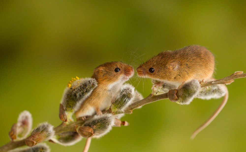 Các nhà nghiên cứu đã thử tìm hiểu bài hát dạng nào của chuột đực sẽ thu hút được con cái và kết quả khá bất ngờ là những bài hát càng phức tạp bao nhiêu lại càng thu hút được con cái bấy nhiêu.