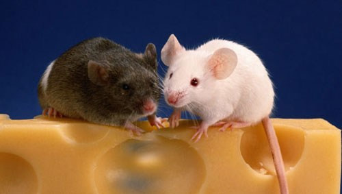 Những bài hát của chuột, khi được giảm xuống vài quãng tám để con người có thể nghe dễ dàng, thì có vẻ không khác gì tiếng hót của chim. Có thể so sánh bài hát của chuột với điệu hót của những con chim mới lớn, chỉ tạo ra những motif đơn giản.