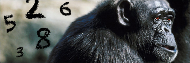 Tinh tinh. Những con tinh tinh có thể dễ dàng ghi nhớ cách sử dụng “công cụ lao động” như thế nào để lấy được những thức ăn ngon. Loài này được ghi nhận có trí nhớ lâu giống như con người, và sử dụng trí nhớ để giải quyết những nhiệm vụ sinh tồn.