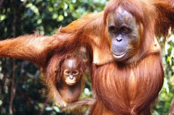 Đười ươi. Trí nhớ của đười ươi phản ánh trong cách loài này bắt chước hành động của con người. Chúng có khả năng học các kỹ năng phức tạp, chẳng hạn như cưa gỗ hoặc dùng búa và đinh để đóng mọi thứ lại với nhau.