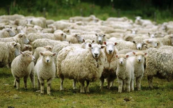 Cừu. Loài cừu được cho là loài vật có khả năng ghi nhớ giỏi nhất, thậm chí được đánh giá tốt hơn con người trong những tình huống nhất định. Ví dụ, loài này có khả năng nhận ra sự thiếu hụt nhanh chóng khi một con cừu trong đàn bị mất tích. Ngoài ra, cừu còn biết thể hiện cảm xúc và phản ứng với nhiều thứ xảy ra xung quanh rất thông minh.