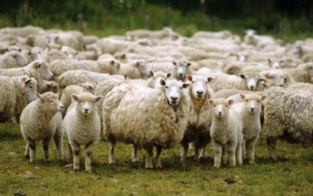 Cừu. Loài cừu được cho là loài vật có khả năng ghi nhớ giỏi nhất, thậm chí được đánh giá tốt hơn con người trong những tình huống nhất định. Ví dụ, loài này có khả năng nhận ra sự thiếu hụt nhanh chóng khi một con cừu trong đàn bị mất tích. Ngoài ra, cừu còn biết thể hiện cảm xúc và phản ứng với nhiều thứ xảy ra xung quanh rất thông minh.