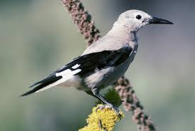 Chim Clark’s Nutcracker ở phía Tây Nam Mỹ được ghi nhận là loài có trí nhớ rất tốt. Mỗi mùa đông, loài chim này chôn hơn 30.000 hạt thông ở 7.000 điểm khác nhau, mỗi điểm 4-5 hạt. Trí nhớ của loài chim này tuyệt vời đến mức chúng có thể tìm lại được toàn bộ 7.000 điểm cất giấu sau đó.