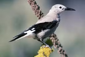 Chim Clark’s Nutcracker ở phía Tây Nam Mỹ được ghi nhận là loài có trí nhớ rất tốt. Mỗi mùa đông, loài chim này chôn hơn 30.000 hạt thông ở 7.000 điểm khác nhau, mỗi điểm 4-5 hạt. Trí nhớ của loài chim này tuyệt vời đến mức chúng có thể tìm lại được toàn bộ 7.000 điểm cất giấu sau đó.