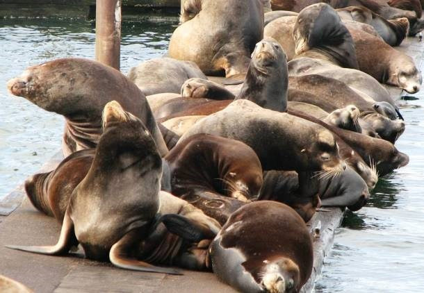 Sư tử biển là động vật có trí nhớ tốt hàng đầu trong giới động vật trên trái đất. Loài này có khả năng suy nghĩ một cách logic và thực sự có thể suy ra nếu a = b và b = c thì a = c. Các nhà nghiên cứu đã thử nghiệm dạy cho con sư tử biển cái tên Rio cách nhận biết các chữ cái thử nghiệm, kết quả sau 10 năm, con vật vẫn còn nhớ như in các bài tập phức tạp mà nó đã học được.