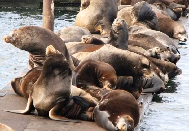 Sư tử biển là động vật có trí nhớ tốt hàng đầu trong giới động vật trên trái đất. Loài này có khả năng suy nghĩ một cách logic và thực sự có thể suy ra nếu a = b và b = c thì a = c. Các nhà nghiên cứu đã thử nghiệm dạy cho con sư tử biển cái tên Rio cách nhận biết các chữ cái thử nghiệm, kết quả sau 10 năm, con vật vẫn còn nhớ như in các bài tập phức tạp mà nó đã học được.