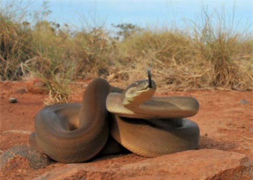 Olive Python dài tối đa trên 4 mét, thường săn bắt các loài bò sát, chim và động vật có vú cỡ nhỏ.