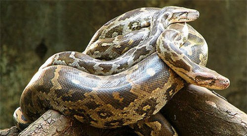 Indian Rock Python dài tối đa 4,6 mét, phân bố chủ yếu ở vùng châu Á như Lào, Malaysia, Sri Lanka, Ấn Độ, Trung Quốc, Indonesia.