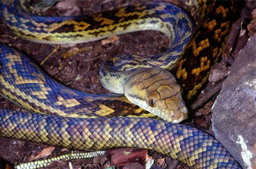 Amethystine Python dài tối đa 8,5m, nặng tối đa 90 kg.
