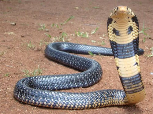 Hổ mang chúa King cobra có thể dài tối đa 5,7 mét, nặng tối đa 9 kg và có tuổi thọ tối đa đến 30 năm.
