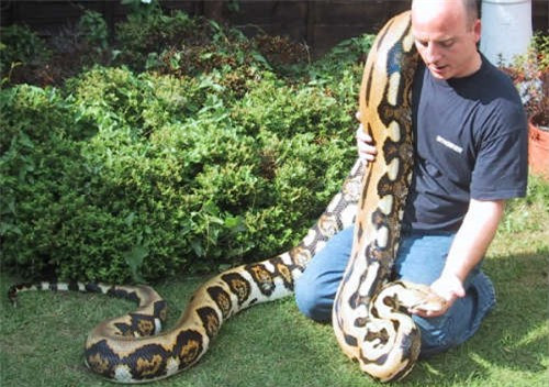 Reticulated Python dài tối đa 10 mét, nặng tối đa 160 kg.