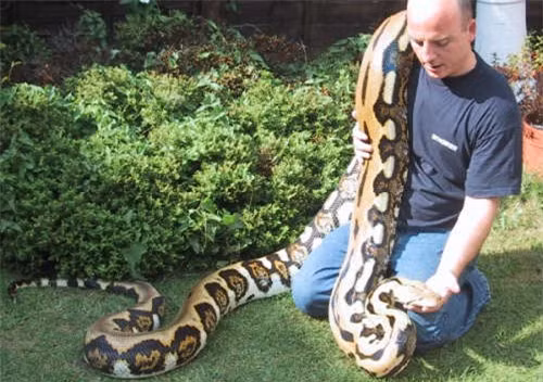 Reticulated Python dài tối đa 10 mét, nặng tối đa 160 kg.