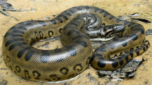 Trăn xanh Green Anacoda dài tối đa 7 mét, nặng tối đa đến 250 kg, thuộc loài rắn nặng nhất hành tinh.