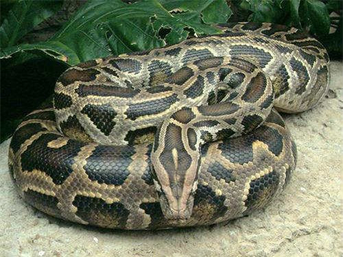 Burmese Python dài tối đa 5,74 mét.