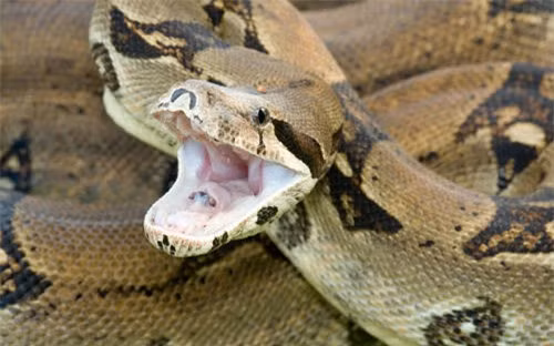 Boa Constrictor dài tối đa 4,3 mét.