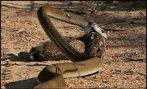 Black Mamba dài tối đa 4,3 mét, chứa độc tố cực cao có thể giết người chỉ trong vòng 45 phút.