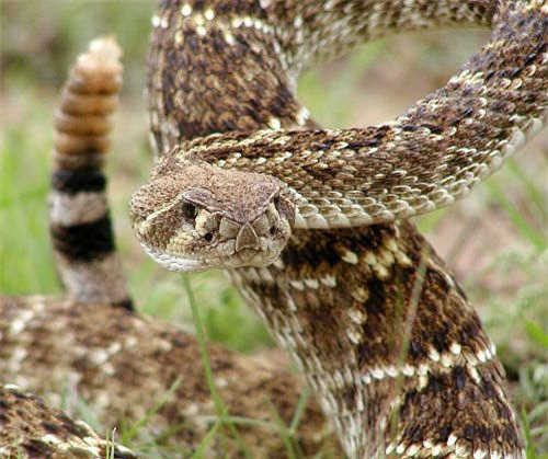 Rắn Diamondblack Rattlesnake dài tối đa 2,6 mét, nặng tối đa 6,7 kg.