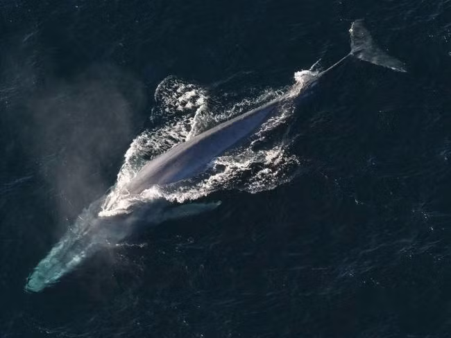 Bài ca của loài cá voi xanh có tần số âm thanh đạt tới 155 decibel và có thể lan truyền suốt hơn 1.600km dưới nước.