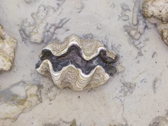 Sò tai tượng hay sò tượng là loài động vật thân mềm hai mảnh vỏ lớn nhất, có thể đạt trọng lượng hơn 200 kg và chiều dài 120 cm. Nhưng chúng là loài khá lười biếng, chúng chọn một vị trí thích hợp trên rạn san hô và ở đó suốt đời.