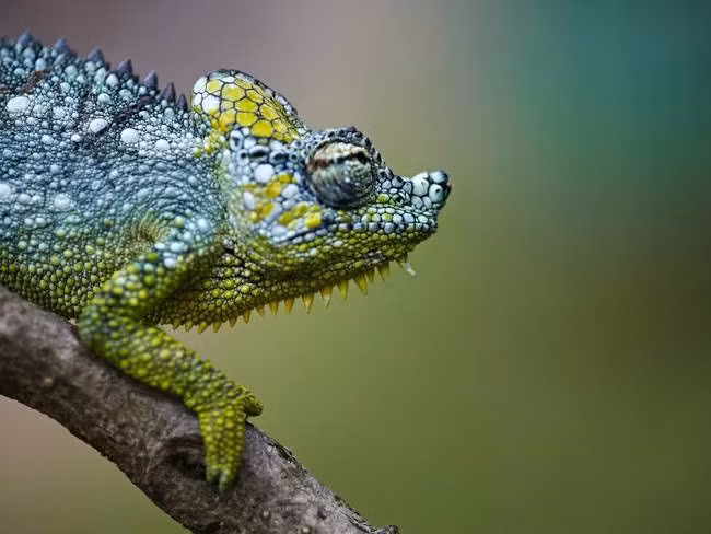 Bạn đừng nghĩ rằng tắc kè hoa chỉ đổi màu để ngụy trang bản thân với môi trường xung quanh. Thực chất, chúng còn đổi màu để thể hiện cảm xúc.