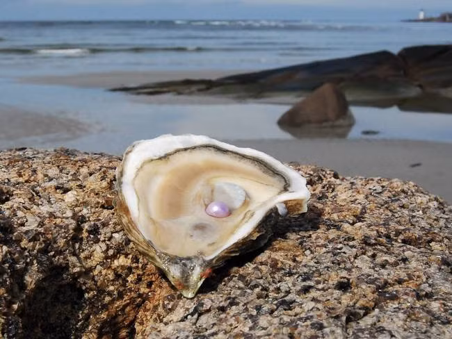 Hàu là loài có thể tự thay đổi giới tính của mình nhiều lần trong đời, tùy vào việc giới tính nào là hữu ích nhất tại một thời điểm xác định.