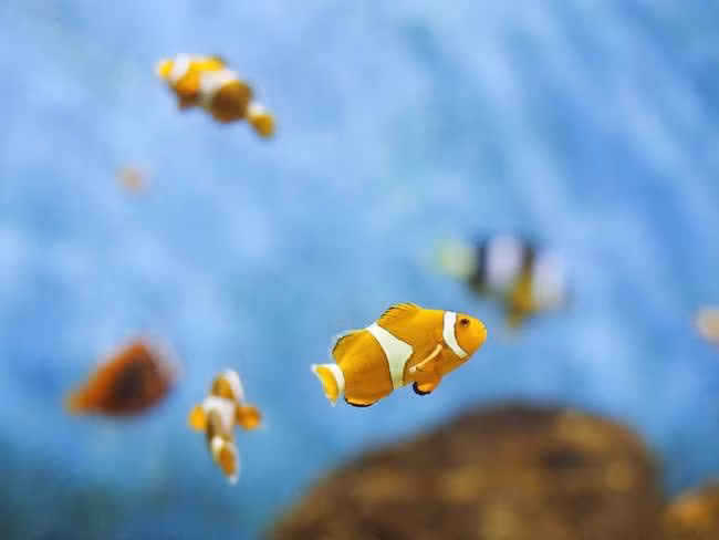 Cá hề là loài cá biển sống ở các dải đá ngầm và rạn san hô, cơ thể thường có màu vàng, cam, đỏ nhạt, đen nhạt xen với các sọc trắng. Sự thật giật mình về động vật có lẽ ít ai biết là tất cả các con cá hề đều được sinh ra là giống đực và chúng có thể trở thành con cái khi cần thiết.