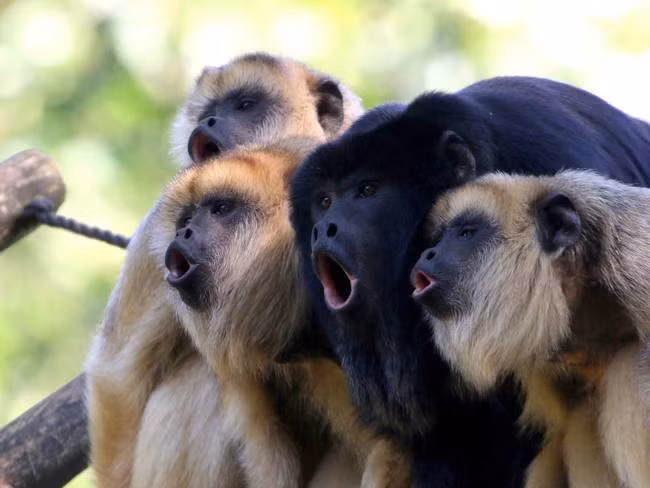 Khỉ rú sở hữu cái tên kỳ cục này bởi bản tính vô cùng ồn ào của nó, đến mức chúng được coi là loài động vật đất liền ồn ào nhất trên hành tinh. Những âm thanh mà chúng gây ra có thể được nghe từ khoảng cách gần 5km.