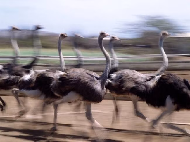 Khi tăng tốc tối đa, một con chim đà điểu có thể chạy sánh ngang với một chú ngựa.