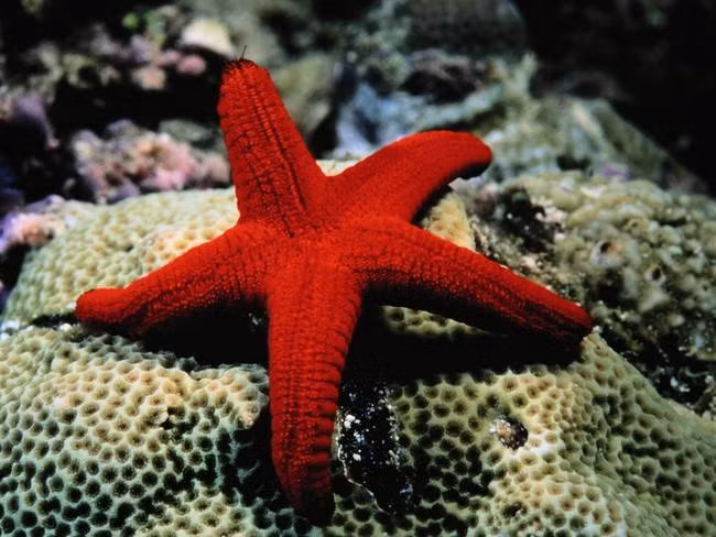 Sao biển không có máu, thay vào đó, cơ thể của chúng chỉ toàn nước là nước.