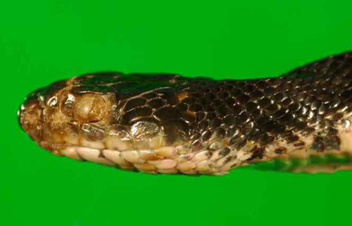 Các nhà khoa học chưa tìm được lý do tại sao loài nấm này có thể tấn công rắn khi chúng còn sống. Họ cho rằng sau thời gian ngủ đông, khả năng miễn dịch của rắn bị suy giảm. Đây chính là thời điểm thuận lợi cho nấm tấn công. Sự thay đổi khí hậu cũng khiến cho tốc độ lây lan của căn bệnh nhanh hơn. Các nhà khoa học đang chạy đua với thời gian nhằm tìm ra phương pháp chữa trị cũng như ngăn chặn sự lây lan của căn bệnh này.