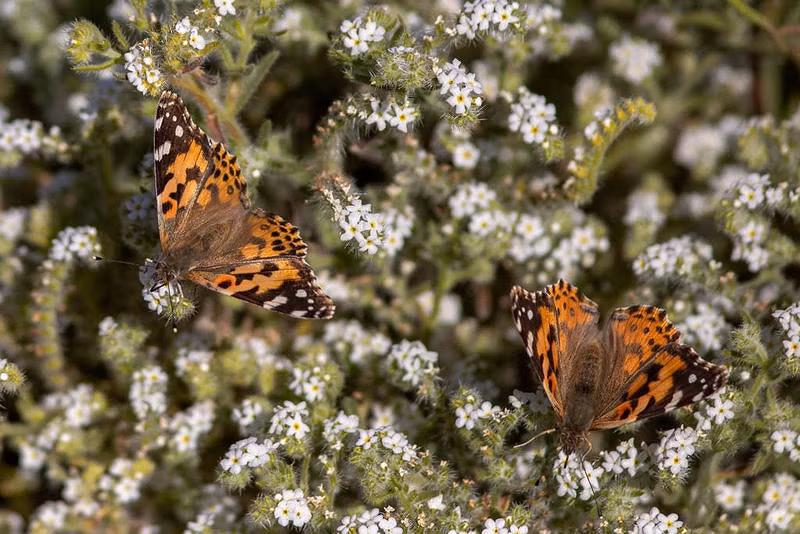 Theo báo cáo của Liên đoàn Động vật hoang dã Quốc gia Hoa Kỳ, vào năm 2018, bướm vua ở California đã giảm xuống chỉ còn 20.456 con, giảm 86% so với năm ngoái. Còn số lượng bướm vua ở Mexico cũng giảm 15% và tổng số cả nước đã giảm 80% trong vòng 20 năm qua.