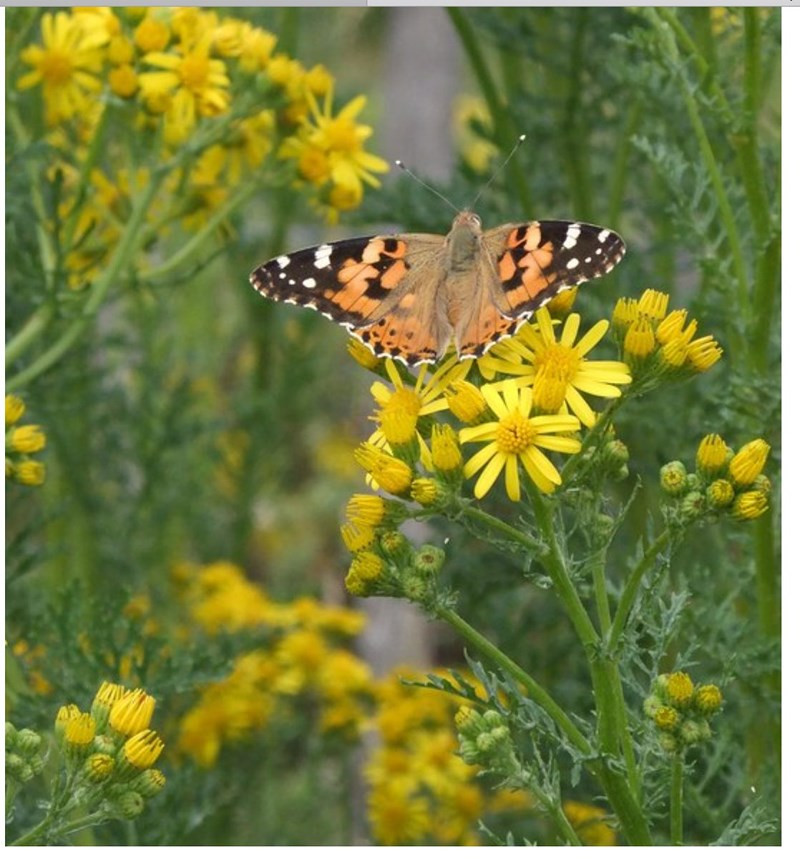 Để hoàn thành một chặng đường di cư, chúng phải trải qua 3 đến 4 đời. Vận tốc bay của chúng trong cuộc di cư thật đáng kinh ngạc, khoảng 40km/h và hầu như không dừng lại.