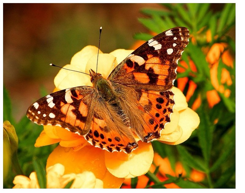 Năm nay số lượng đàn bướm bùng nổ là do mưa xuất hiện nhiều ở khu vực từ đầu năm đến nay, làm tăng nguồn thức ăn và khả năng sinh sản.