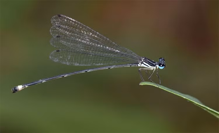 Loai chuon chuon kim moi o Gia Lai co gi thu vi?