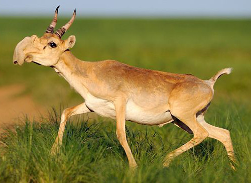 Xuất huyết nhiễm trùng ở loài linh dương Saiga. Đây là kết quả nghiên cứu sơ bộ của các nhà khoa học đang cố gắng tìm ra nguyên nhân dẫn đến cái chết của hơn 100 nghìn con linh dương Saiga hồi đầu năm nay. Lúc đầu các nhà khoa học cho rằng nguyên nhân dẫn đến cái chết của loài Saiga là tụ huyết trùng.