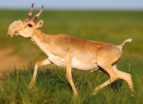 Xuất huyết nhiễm trùng ở loài linh dương Saiga. Đây là kết quả nghiên cứu sơ bộ của các nhà khoa học đang cố gắng tìm ra nguyên nhân dẫn đến cái chết của hơn 100 nghìn con linh dương Saiga hồi đầu năm nay. Lúc đầu các nhà khoa học cho rằng nguyên nhân dẫn đến cái chết của loài Saiga là tụ huyết trùng.