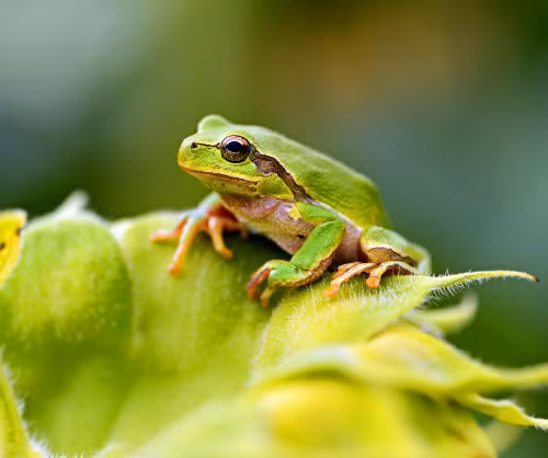 Bệnh Chytridiomycosis ở loài ếch. Chytridiomycosis, hay Chytrid, có thể xem là một căn bệnh tồi tệ nhất trong lịch sử của loài ếch hàng thập kỷ qua. Căn bệnh này không chỉ làm sụt giảm một lượng đáng kể trong quần thể ếch mà còn có thể gây nguy cơ tuyệt chủng cho một số loài ếch vài thập kỷ gần đây.