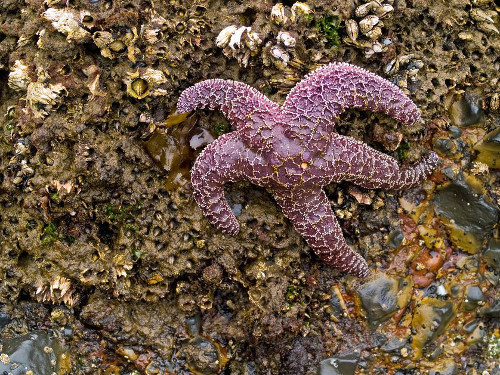 Hội chứng suy nhược ở sao biển. Hội chứng suy nhược ở sao biển xuất hiện từ những năm 1970 nhưng nó thực sự bùng phát mạnh mẽ vào đầu năm 2013. Các nhà khoa học vô cùng ngạc nhiên vì căn bệnh lây lan một cách khá nhanh. Căn bệnh xuất hiện trên 19 loài sao biển dọc theo bờ biển Thái Bình Dương từ Mexico tới Alaska.