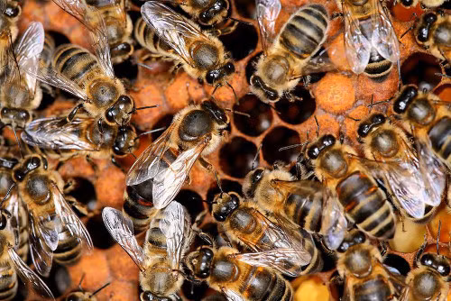 Rối loạn sụt giảm bầy đàn ở ong (CCD). Trong thập kỷ qua, hàng tỷ con ong đã bị mất vì chứng CCD. Giới khoa học từng đưa ra nhiều giả thuyết khác nhau về nguyên nhân chứng CCD. Có thể là suy giảm nguồn dinh dưỡng cho tới phơi nhiễm thuốc trừ sâu, tiếp xúc với các thực vật biến đổi gen hay một loài nấm kí sinh mang tên Nosema ceranae