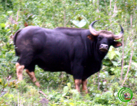 Bò tót (có tên khoa học là Bos gaurus) là động vật thuộc bộ Guốc chẵn (Artiodactyla), họ Trâu bò (Bovidae) có lông màu sẫm và kích thước lớn, sinh sống chủ yếu ở vùng đồi của Ấn Độ và Đông Nam Á.