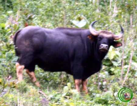 Bò tót (có tên khoa học là Bos gaurus) là động vật thuộc bộ Guốc chẵn (Artiodactyla), họ Trâu bò (Bovidae) có lông màu sẫm và kích thước lớn, sinh sống chủ yếu ở vùng đồi của Ấn Độ và Đông Nam Á.