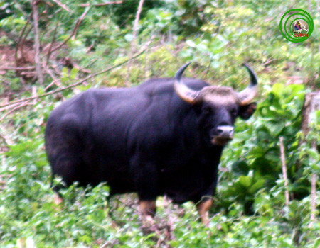 Qua việc đặt bẫy ảnh, nhóm nghiên cứu khoa học của Vườn quốc gia Phong Nha - Kẻ Bàng ghi nhận 13 đến 17 con bò tót trong địa phận.