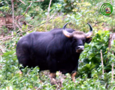 Qua việc đặt bẫy ảnh, nhóm nghiên cứu khoa học của Vườn quốc gia Phong Nha - Kẻ Bàng ghi nhận 13 đến 17 con bò tót trong địa phận.